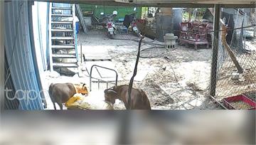 120隻懷孕母羊慘死！飼主控地主為漲租下毒奪命