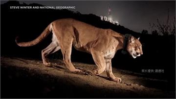 「好萊塢大貓」安樂死 洛杉磯地標美洲獅身影不再