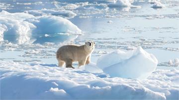北極熊族群轉機！格陵蘭冰原發現新品種 體型小、能...