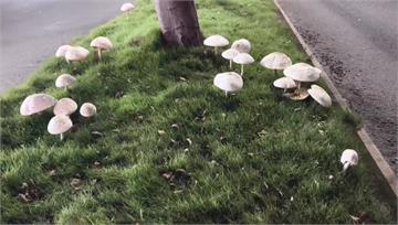 比成人手掌還大！高雄連日雨分隔島「綠褶菇」又現蹤...