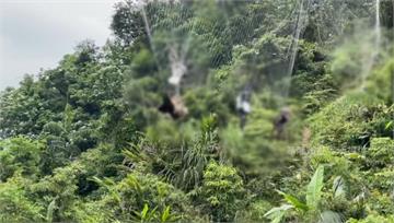 基隆非法鳥網奪命 黑鳶獲救.1遊隼10鴿掛網亡