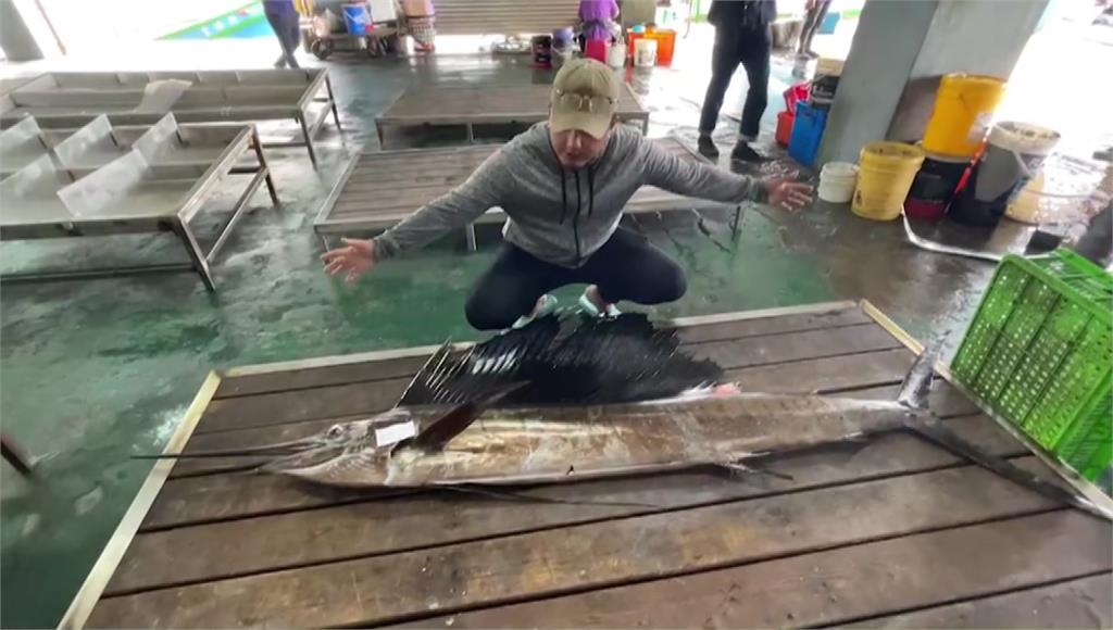 台東釣友富岡漁港釣到身長2.4公尺的芭蕉旗魚。圖／台視新聞