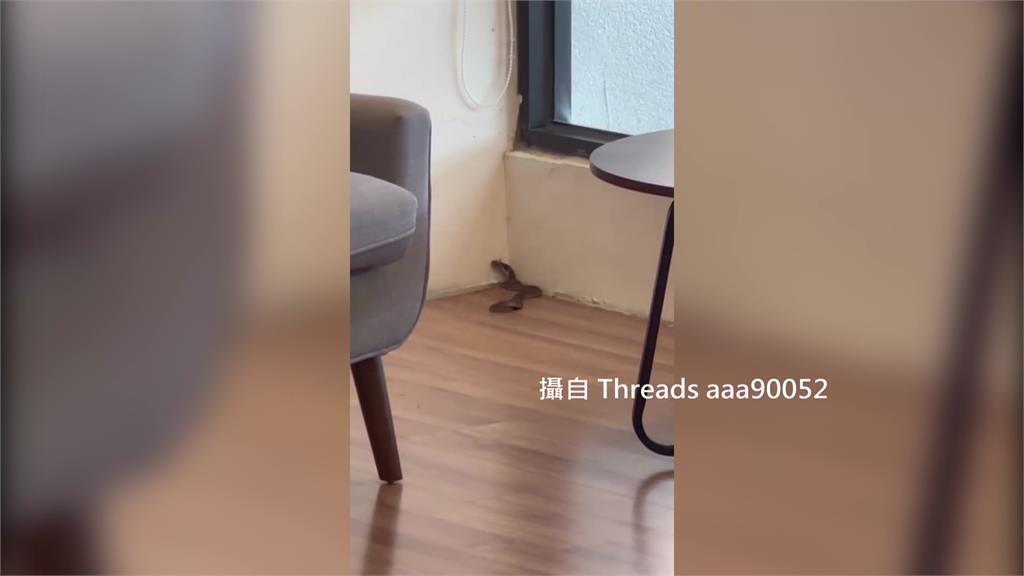 台中龍井圖書館躲30公分眼鏡蛇 41歲女遭咬傷送醫