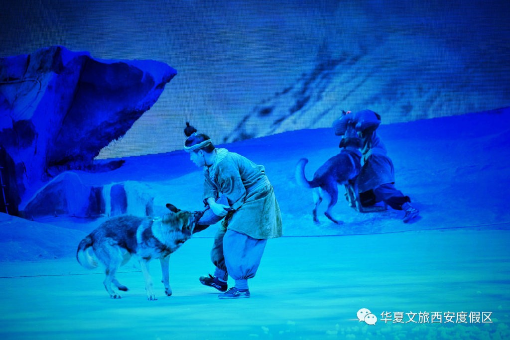 中國劇場表演竟放「狼」直奔舞台。圖／翻攝自微博