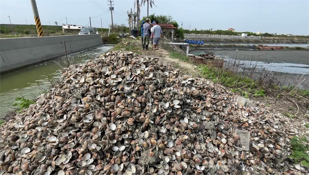 嘉義布袋幾千公斤暴斃的蛤蠣堆成小山。圖／台視新聞