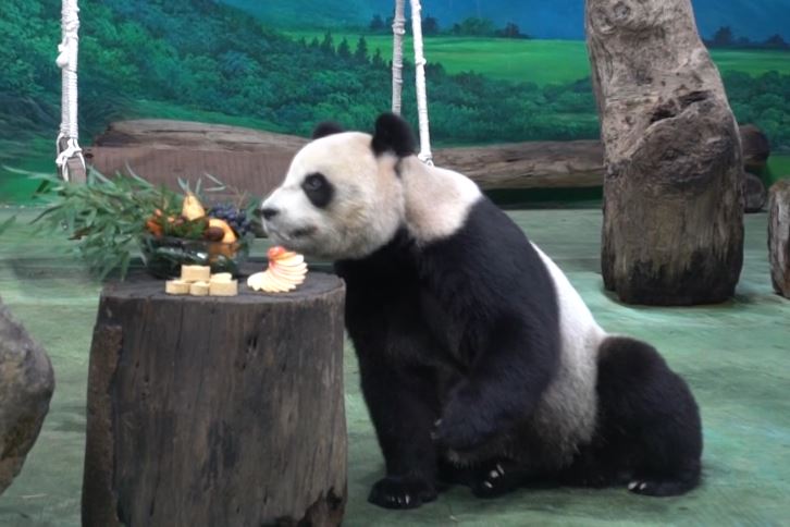 逛動物園走春爭看圓寶 大貓熊館「人氣王」