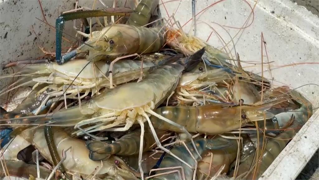 受到疫情影響，屏東縣蝦農面臨蝦子銷不出去的窘境。圖／台視新聞