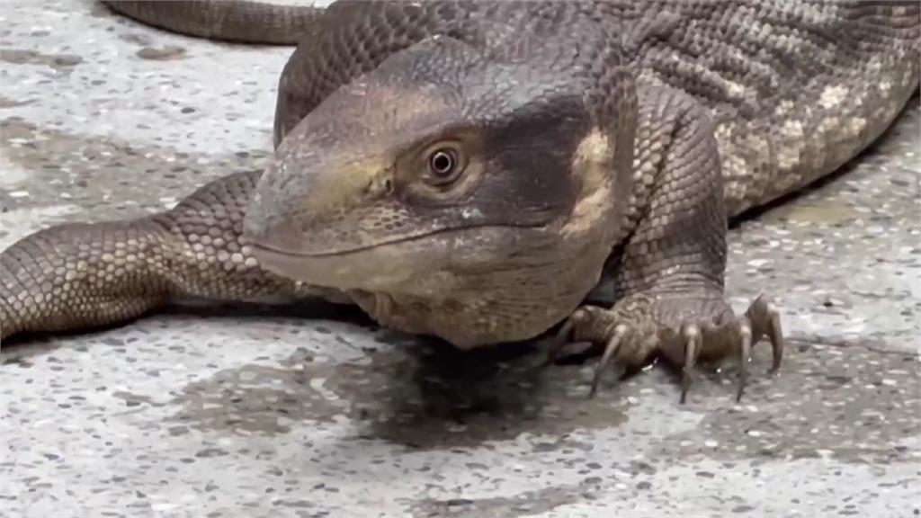 神似哥吉拉！彰化拾獲草原巨蜥 動保所明早10點開放認養