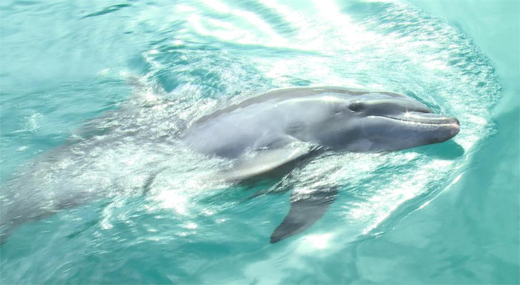 海豚灣是帛琉熱門景點。圖／台視新聞