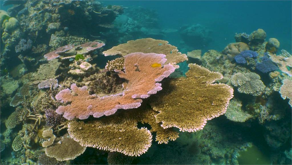 澳洲大堡礁暫不列「瀕危世界遺產」。圖／路透社