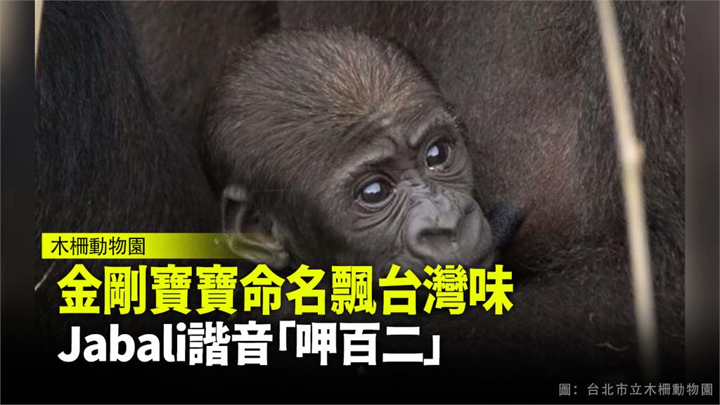 木柵動物園喜迎金剛猩猩寶寶，命名Jabali。圖：翻攝自台北市立動物園