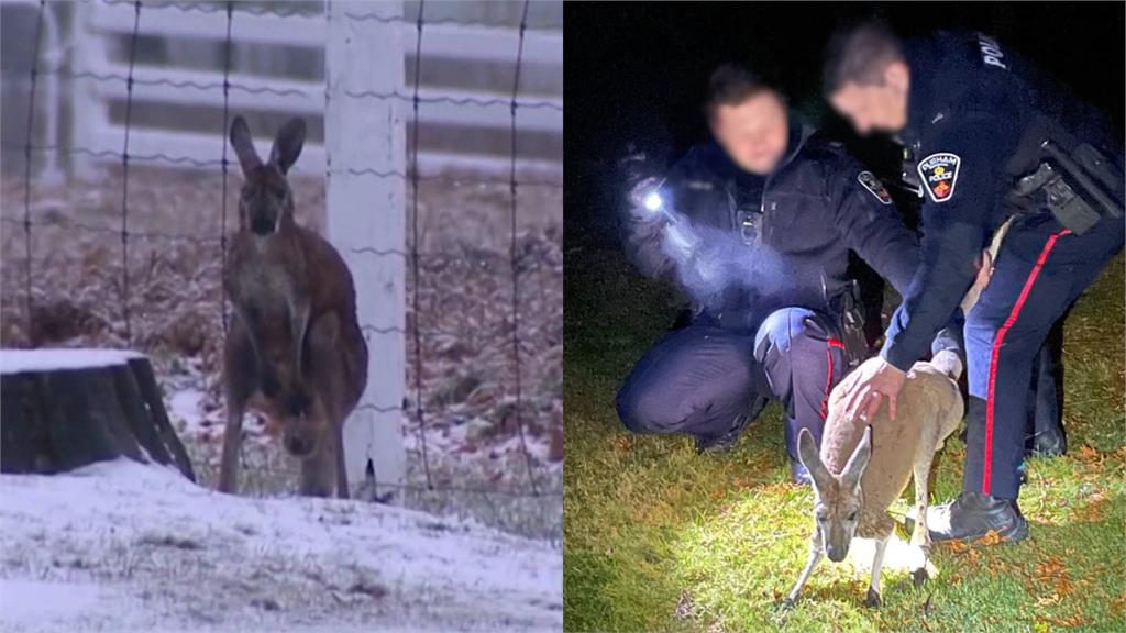 加拿大袋鼠脫逃數天，終於被警方「逮捕」。圖／路透社、CNN、翻攝自X@DRPS
