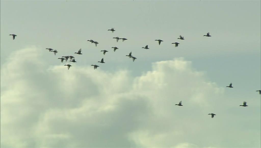 全球首宗！美國人感染H5N5禽流感喪命 石崇良提醒出國避免接觸禽鳥