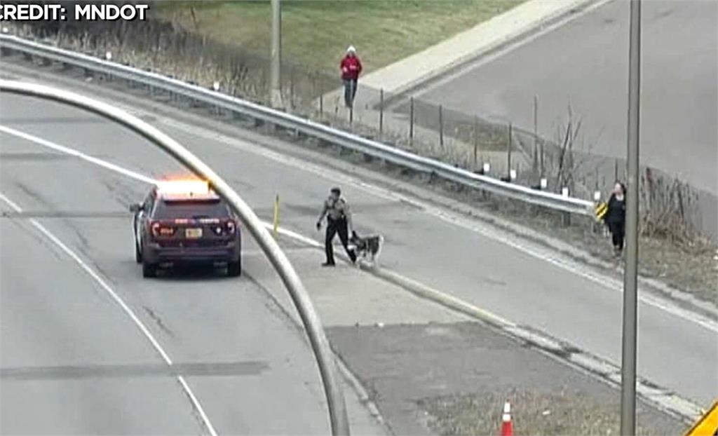 哈士奇因誤闖高速公路，警方為了防止意外發生，緊急把牠帶離。圖：台視新聞