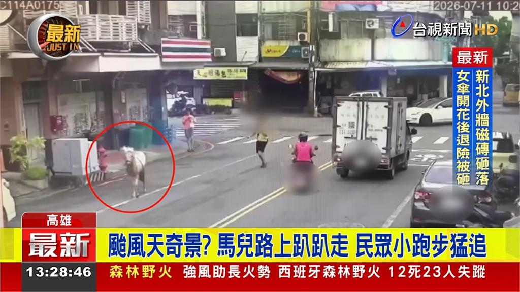 颱風天馬兒散步途中掙脫控制...路上趴趴走 民眾小跑步猛追