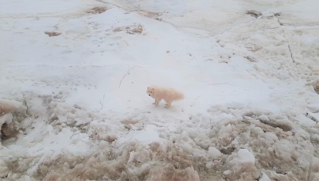 薩摩耶犬誤闖北極冰原，破冰船經過救起。圖／翻攝自AP Direct