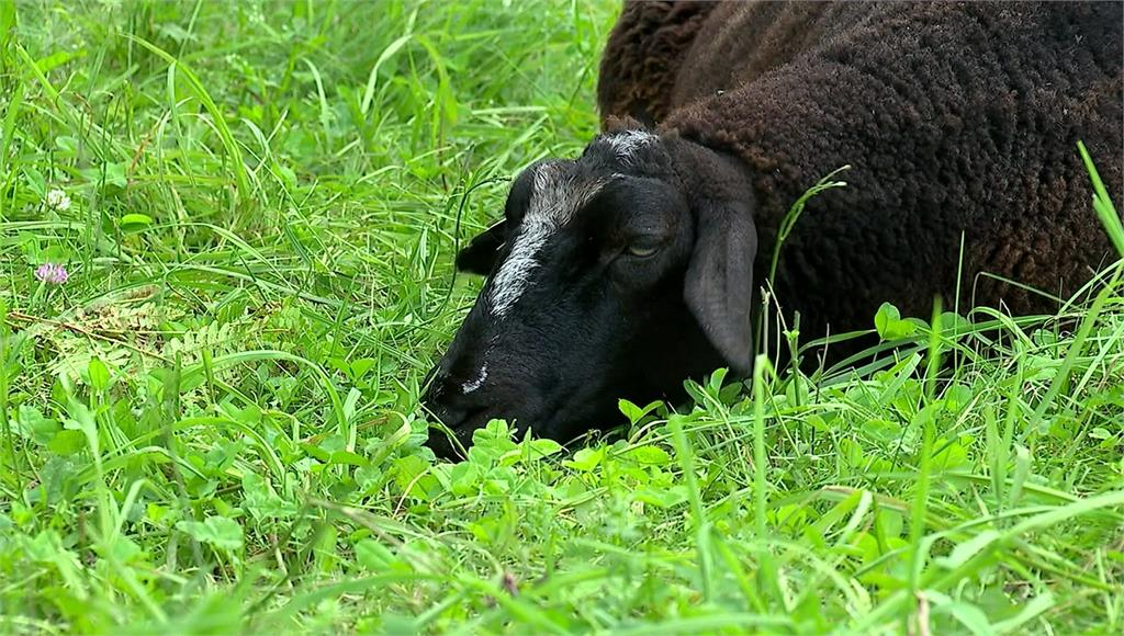 美國緬因州黑綿羊率91頭羊脫逃。圖／CNN
