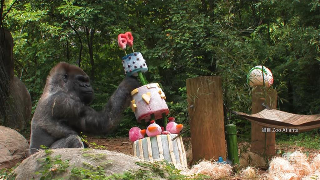 世界上最老的雄性大猩猩奧茲感染新冠肺炎。圖／翻攝自Zoo Atlanta