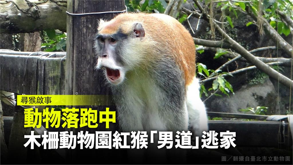 紅猴「男道（公）」趁保育員空檔奪門而逃。圖：臺北市立動物園官網