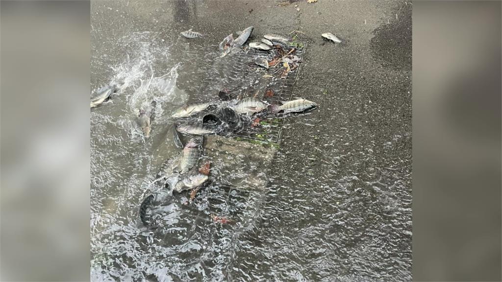 苗栗一處陸橋排水孔上驚見「成群吳郭魚」 網友：難怪會淹水