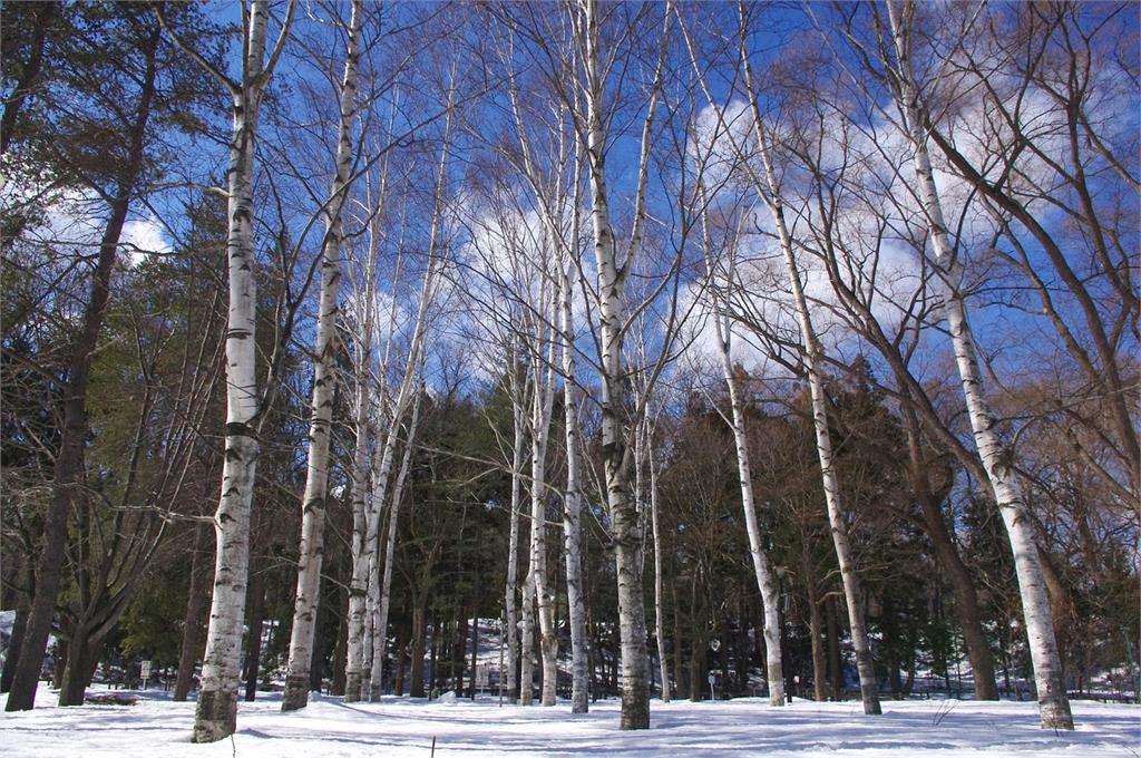 日本北海道進入到下雪季節，都能看見雪蟲身影。示意圖／翻攝自Pixabay（非當事畫面）