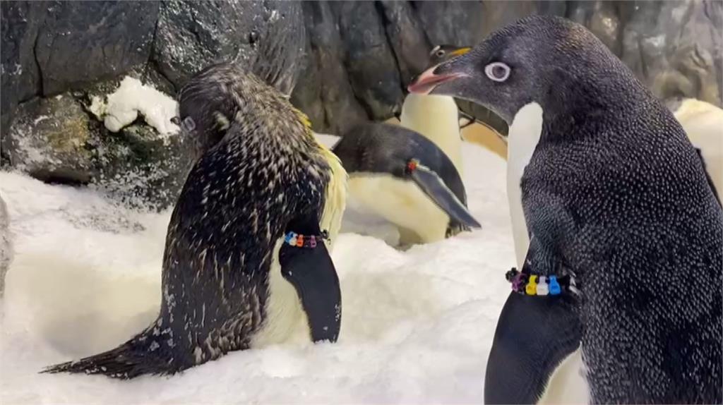 屏東海生館標售企鵝臨時喊卡，官方重擬公告。圖／台視新聞