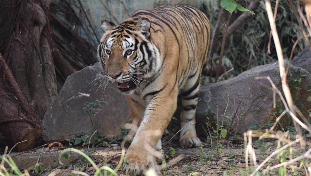 竹市動物園向六福村引進一隻6歲老虎，在園區展出。圖／台視新聞