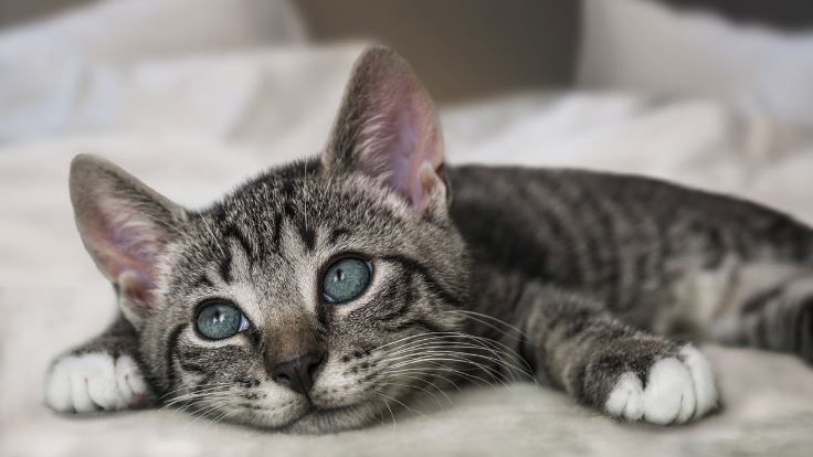 貓咪愛木天蓼是「吸毒」？ 日本研究證實：無害