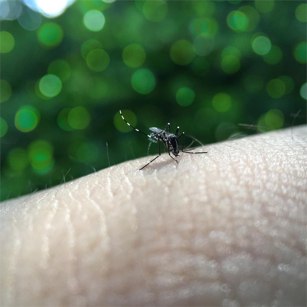 病媒蚊叮咬恐導致日本腦炎。圖／翻攝自Pixabay