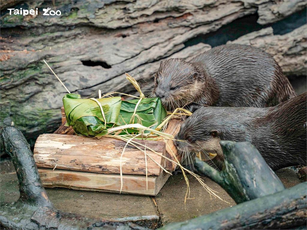 今天是端午節，台北市立動物園特別準備「冰粽」給動物享用。圖／翻攝自Facebook@Taipei Zoo 臺北市立動物園