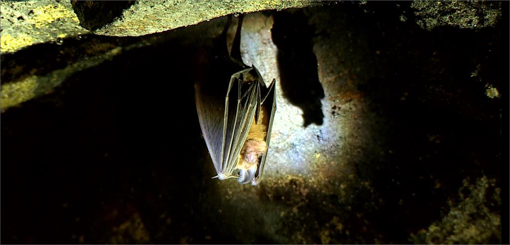 台灣最大的摺翅蝠繁殖地，新北市瑞芳蝙蝠洞。圖：台視新聞