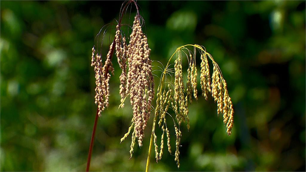 台灣油芒和水稻一樣一年兩收，秋天正值抽穗期，莖稈還有紅色和黃色之分。