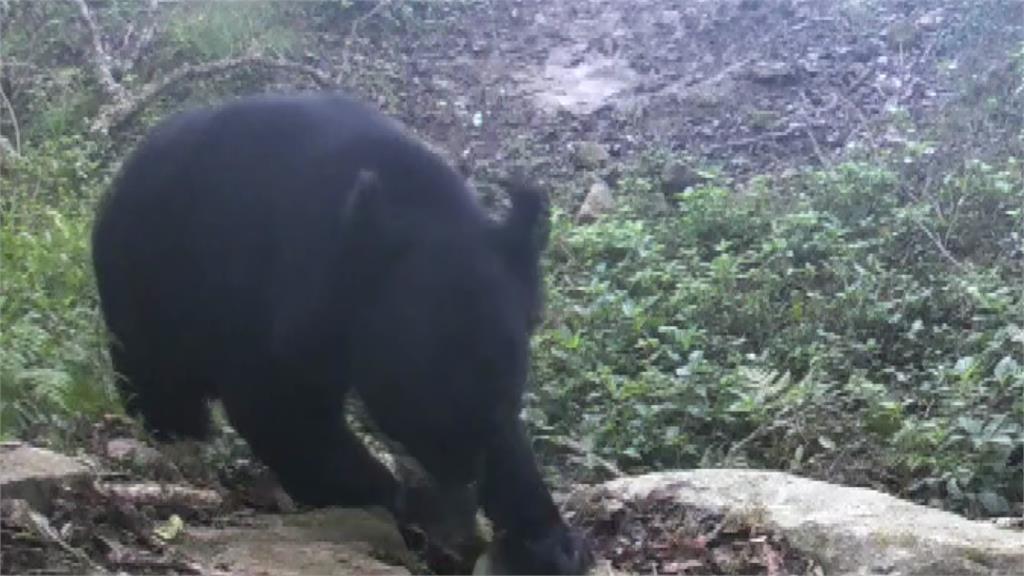嘉義特富野古道3年5度拍到黑熊 林保署籲攜帶熊鈴加強防護