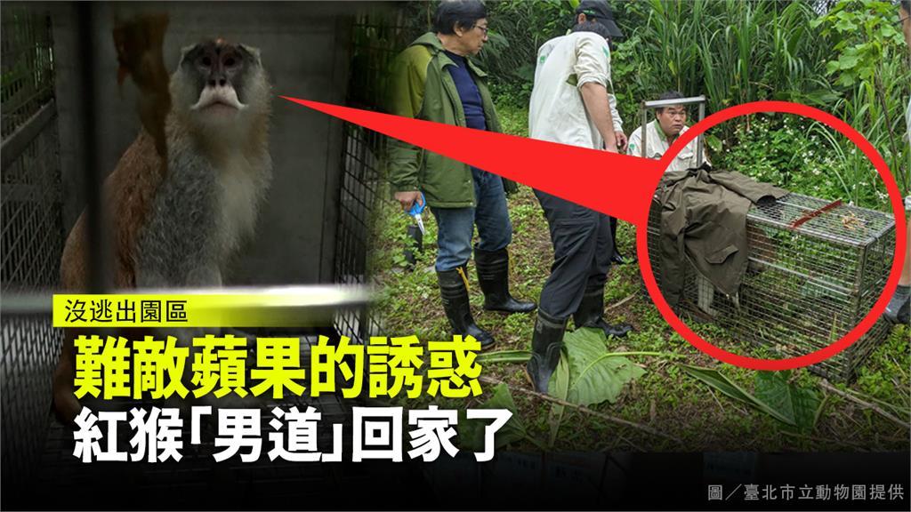 台北市立動物園「男道」逃家三日，今上午不敵蘋果的誘惑，回家了。圖／臺北市立動物園提供