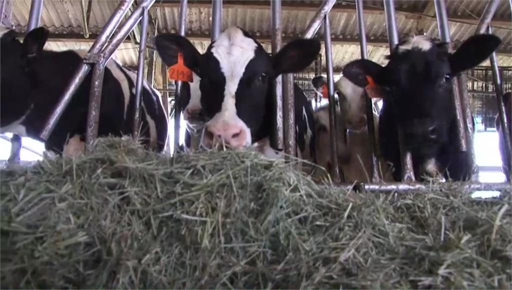 原物料漲價，酪農提出生乳價格應調漲5%。圖／台視新聞