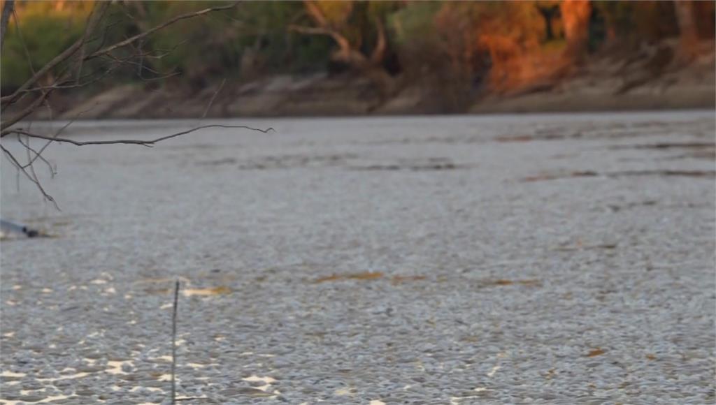 澳大利亞新南威爾士省一條河流，大量魚類集體死亡。圖／美聯社、路透社