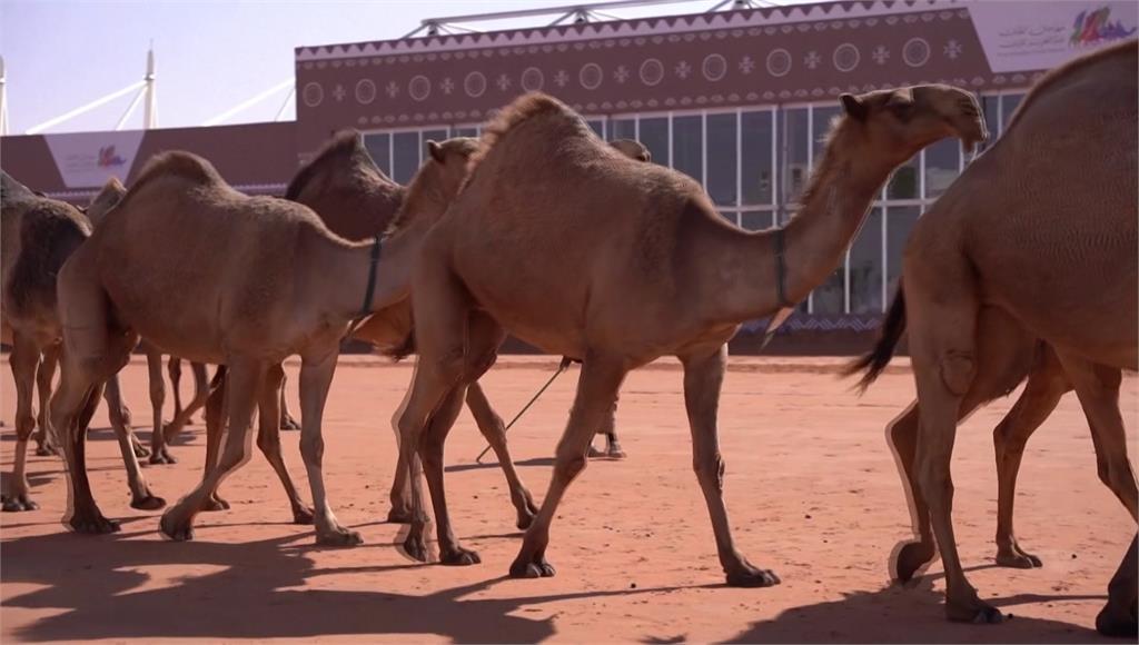沙烏地阿拉伯「駱駝節」登場。圖／路透社