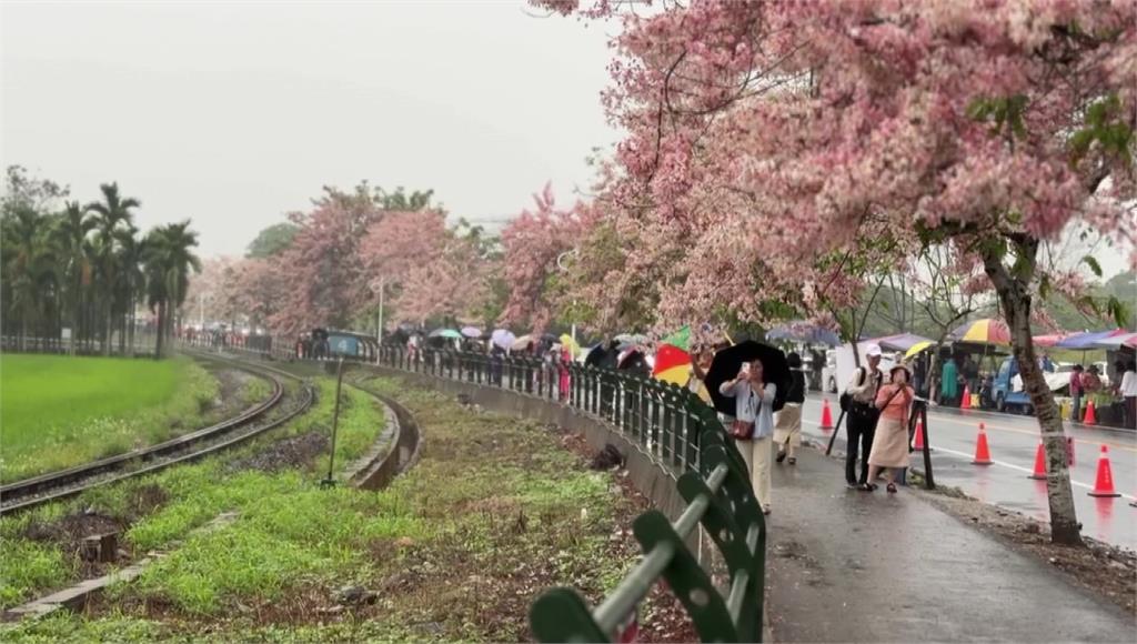 搶拍二水花旗木 大批遊客闖鐵軌「遭叭」仍不動恐吞5萬罰單