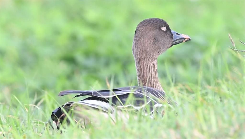 美國首見H5N5傳人死亡 疾管署維持「1級注意」