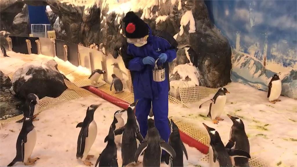 屏東海生館再次推出企鵝餵食體驗。圖／台視新聞
