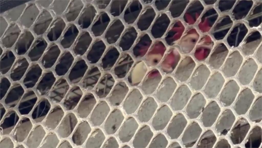 又驗出芬普尼！畜牧場疑殺蟲劑噴雞隻 遭罰12萬移送檢調