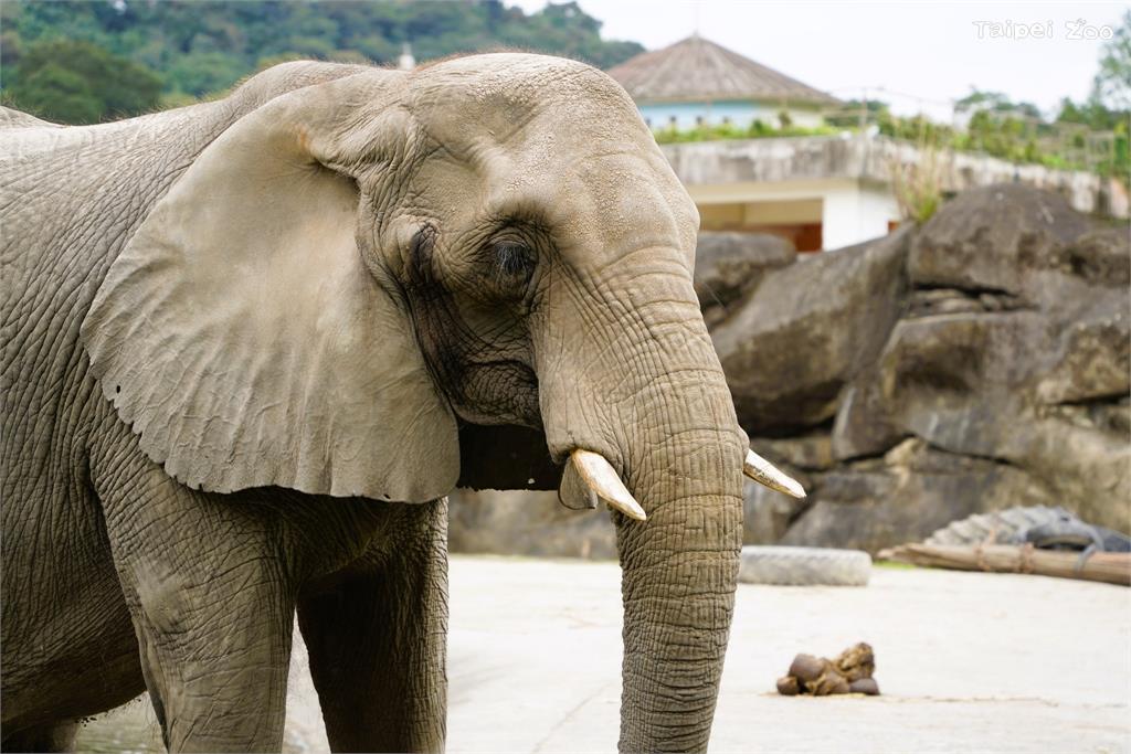 42歲非洲象「美代」逝世。圖／台北市立動物園提供