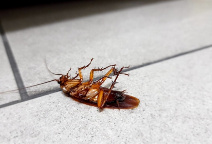 蟑螂打死別沖馬桶！日醫警告「恐爬回家」  教正確處理方式