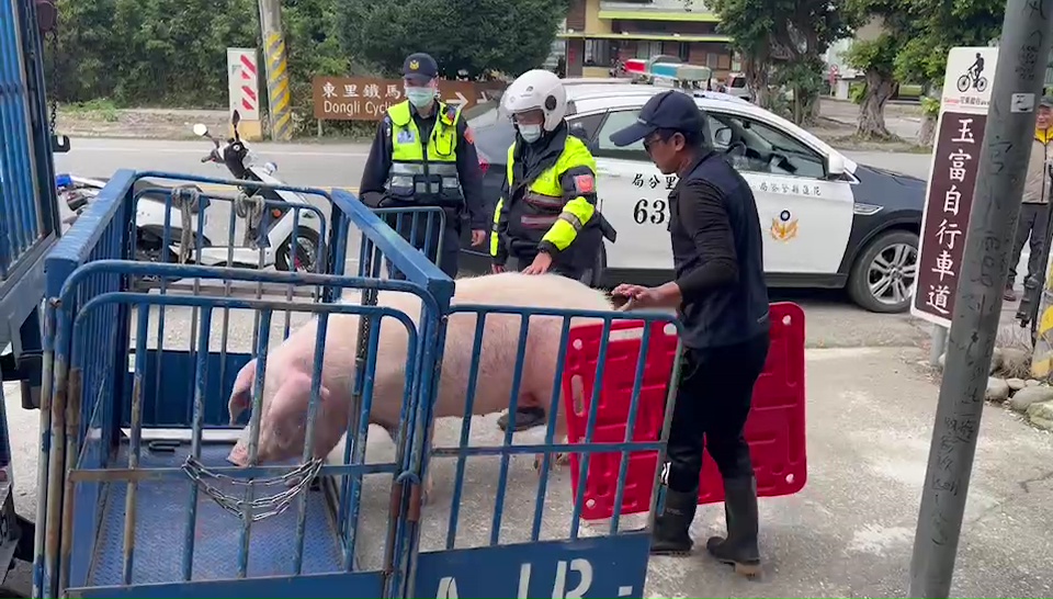 豬仔從貨車上掉下來，警方獲報幫忙協尋。圖／台視新聞