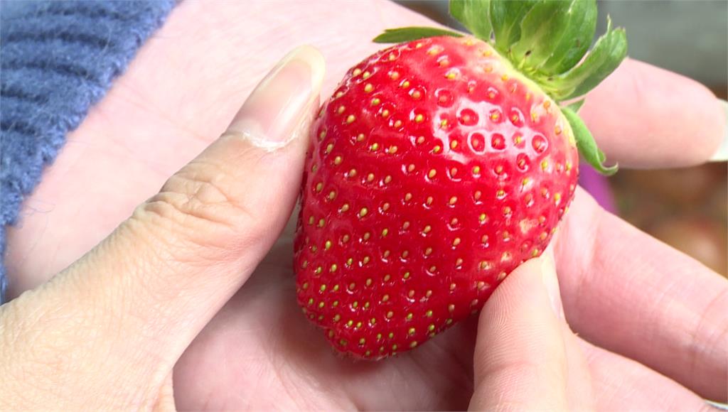 表面「小顆粒」不是種子？草莓三誤會考倒一堆人