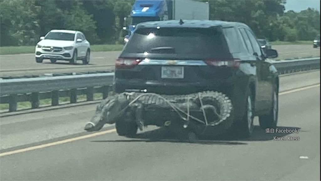 有民眾在佛州洲際公路上，驚見前方轎車的車尾綁著一隻鱷魚。圖／翻攝自Facebook@Karen Kress