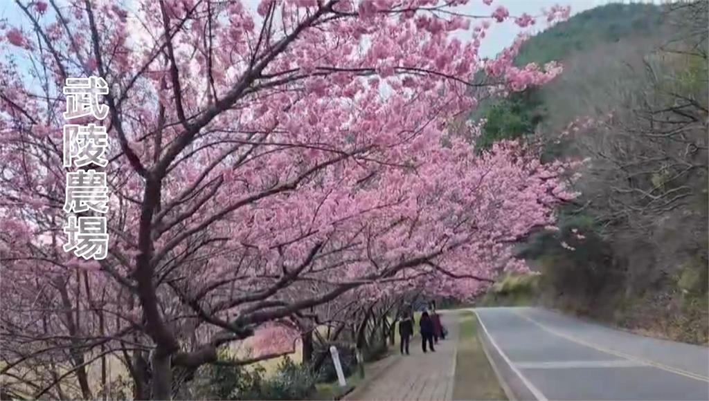 台中武陵農場正式進入櫻花祭。圖／台視新聞