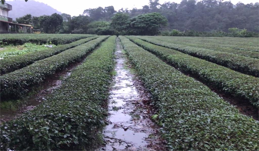 宜蘭近兩個月豪雨不斷，嚴重影響冬茶採收。圖：台視新聞