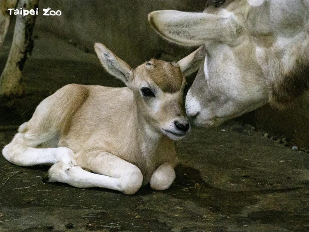 園方在上個月喜迎睽違四年才誕生的弓角羚羊寶寶「卉穎」。圖／北市動物園提供