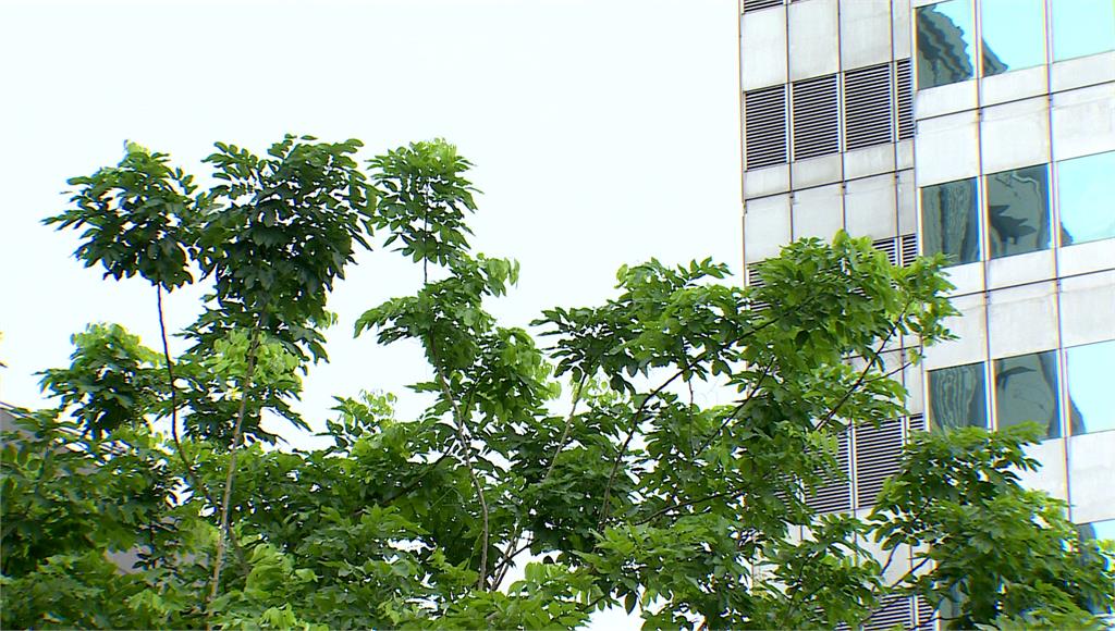 「雨神準備long stay！」今起北東轉雨 這2天全台迎冬雨